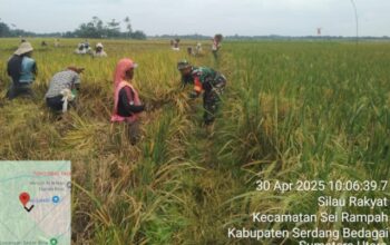 Babinsa DS Lakukan Pendampingan Saat Panen Padi di Desa Silau Rakyat