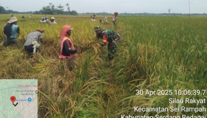 Babinsa DS Lakukan Pendampingan Saat Panen Padi di Desa Silau Rakyat