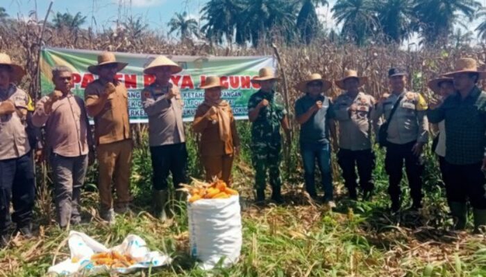 Danramil Laksanakan Panen Raya Jagung Satu Hektar Lahan di Desa Hevea