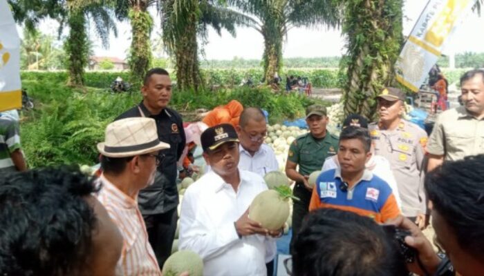 Wakili Danramil 0204-16/DMS Serka Gurning Hadiri Panen Raya Melon