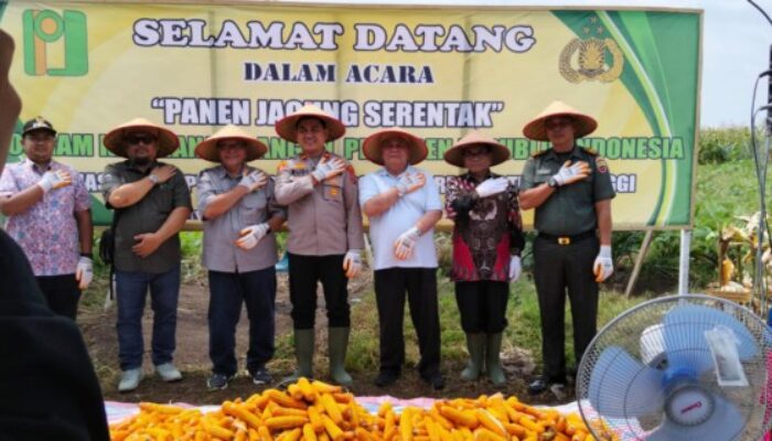 Danramil 24/TTSB Kapten Inf A Malik Hadir Panen Jagung Laut Tador