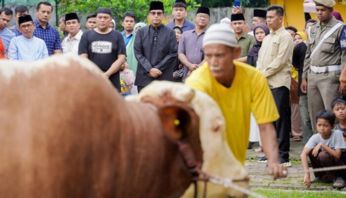 Rico Saksikan Penyembelihan Sapi Kurban Presiden Prabowo Subianto di Masjd Raya Al Osmani