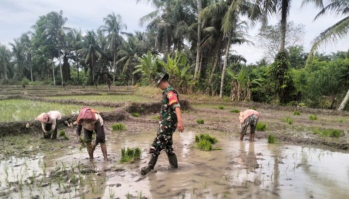Babinsa Kodim DS Laksanakan Pendampingan Penanaman Padi di Silinda
