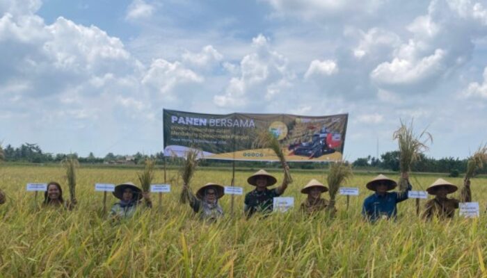 Dandim DS Hadiri Panen Bersama Swasembada Pangan di Desa Pasar Miring