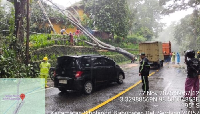 Babinsa Sibolangit Evakuasi Pohon Tumbang yang Tutup Jalan Medan–Berastagi