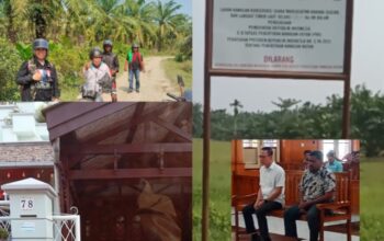 Divonis 10 Tahun, Akuang Masih Bebas Panen Sawit di Lahan Mangrove