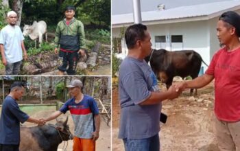 Bantuan 10 Sapi dari Bobby untuk Korban Bencana Tapsel–Tapteng