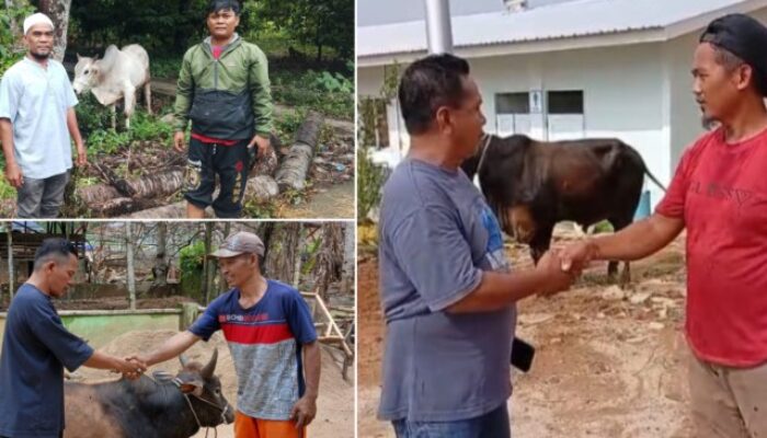Bantuan 10 Sapi dari Bobby untuk Korban Bencana Tapsel–Tapteng