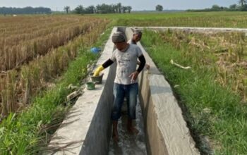 Oplah TNI AD Pulihkan Lahan Pascabencana, Petani Sei Rampah Kembali Panen Padi Memuaskan