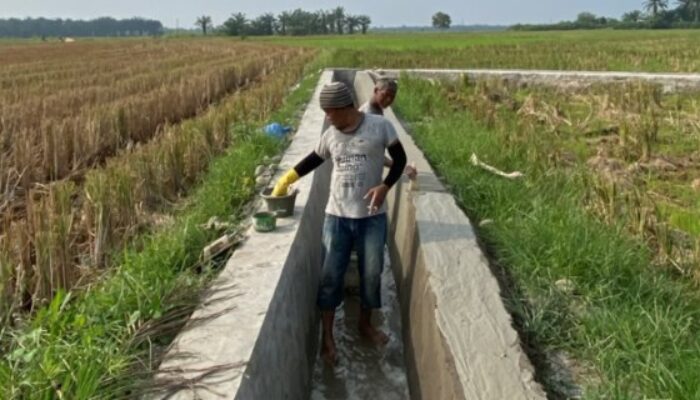 Oplah TNI AD Pulihkan Lahan Pascabencana, Petani Sei Rampah Kembali Panen Padi Memuaskan